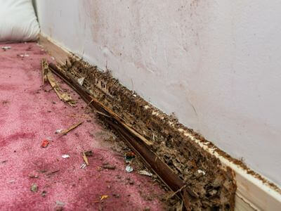 About Wailuku Mold Specialist - mold removal experts in Wailuku, HI